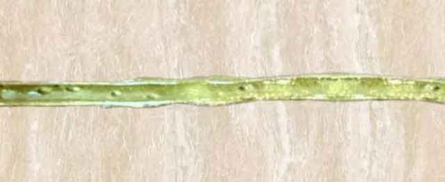 美縫劑什么牌子好